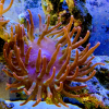 Rose Bubble-tip Anemone