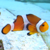 False Percula Clownfish